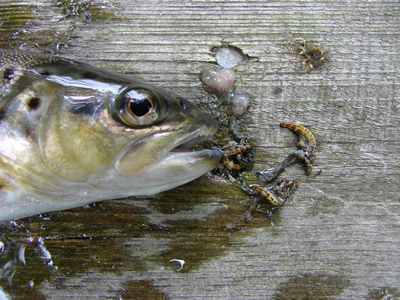 River Avon trout